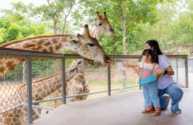 Things To Do San Diego Zoo